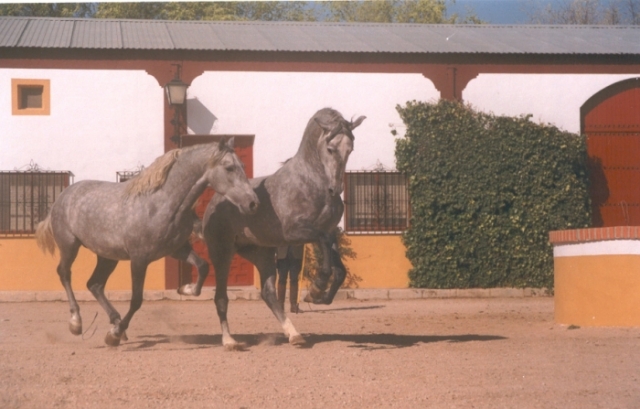 come meet our stallions 